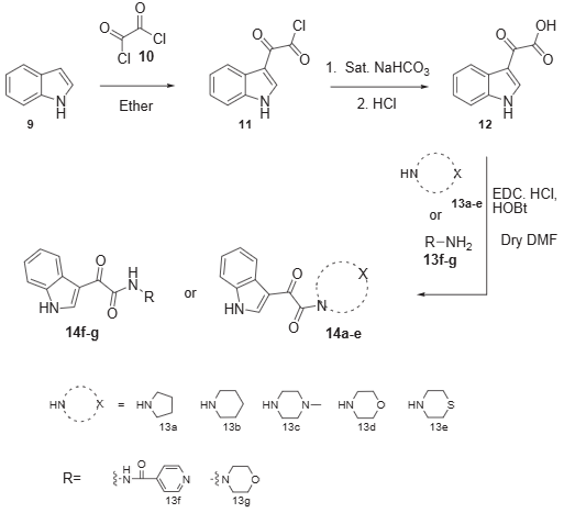 Synthetic approach for indole-3-glyoxalic acid conjugates.