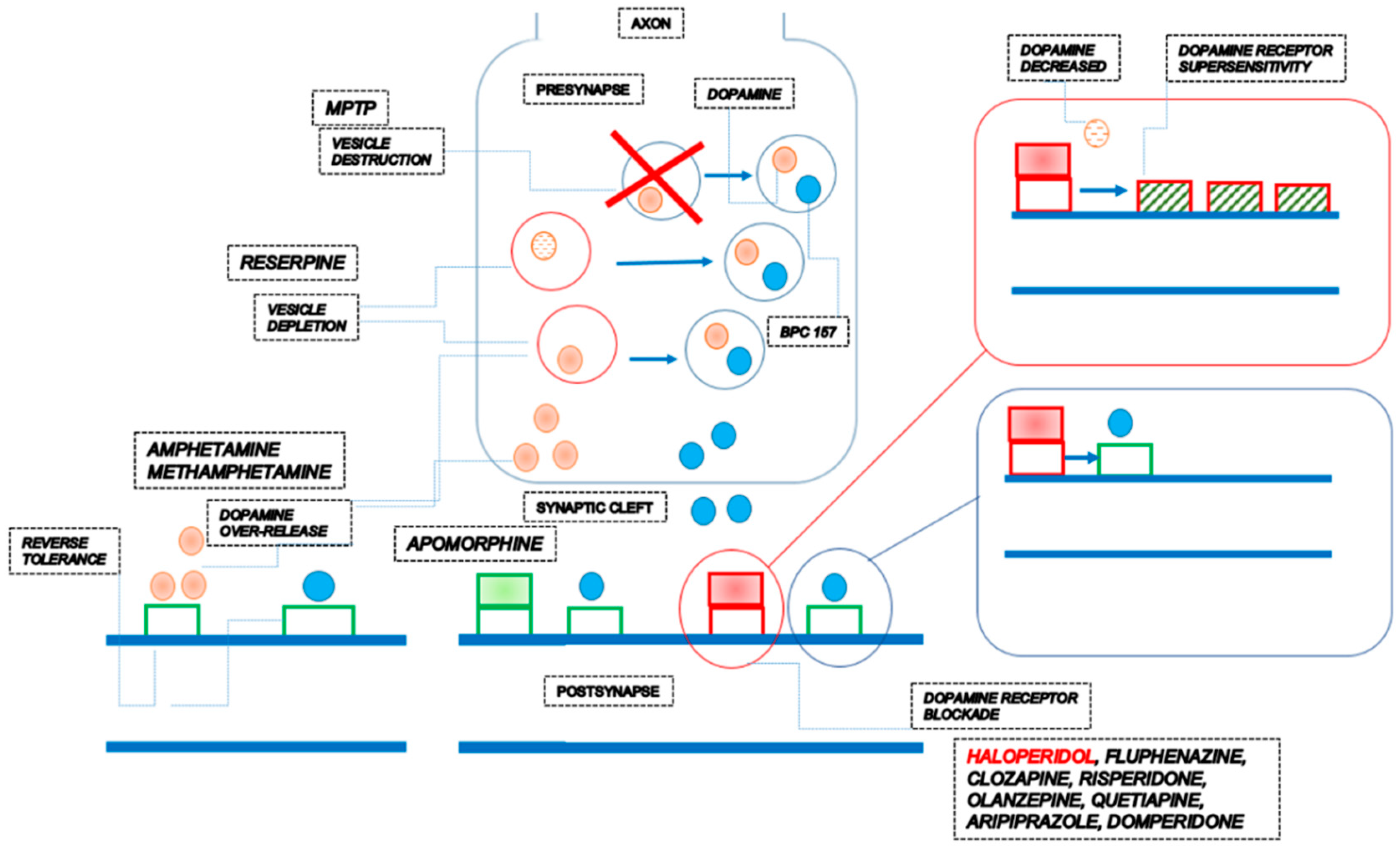 The stable gastric pentadecapeptide BPC 157 pleiotropic beneficial activity and its possible relations with dopamine neurotransmitter activity assuming BPC 157 own presence in vesicles.