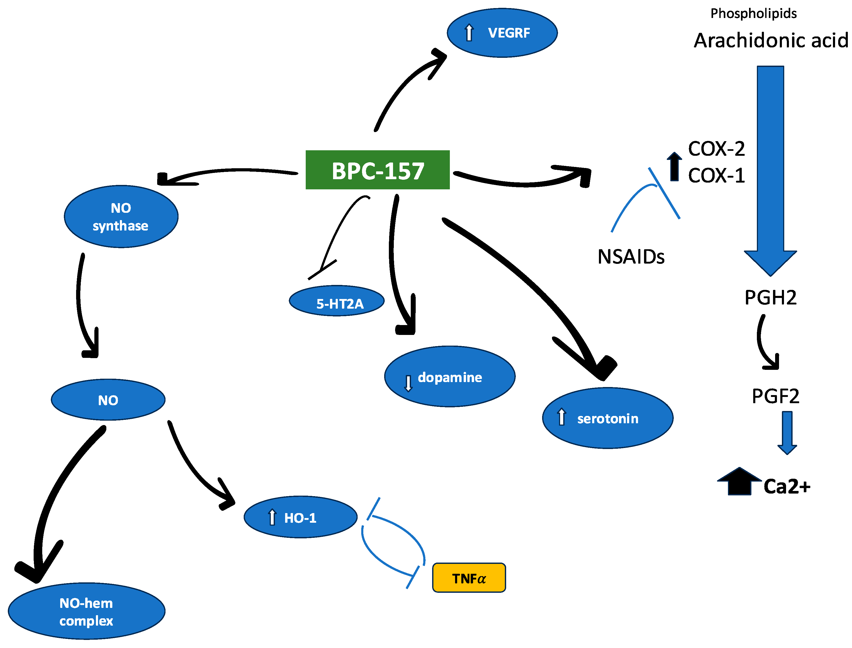 Proposed targets for BPC 157 biological effects.