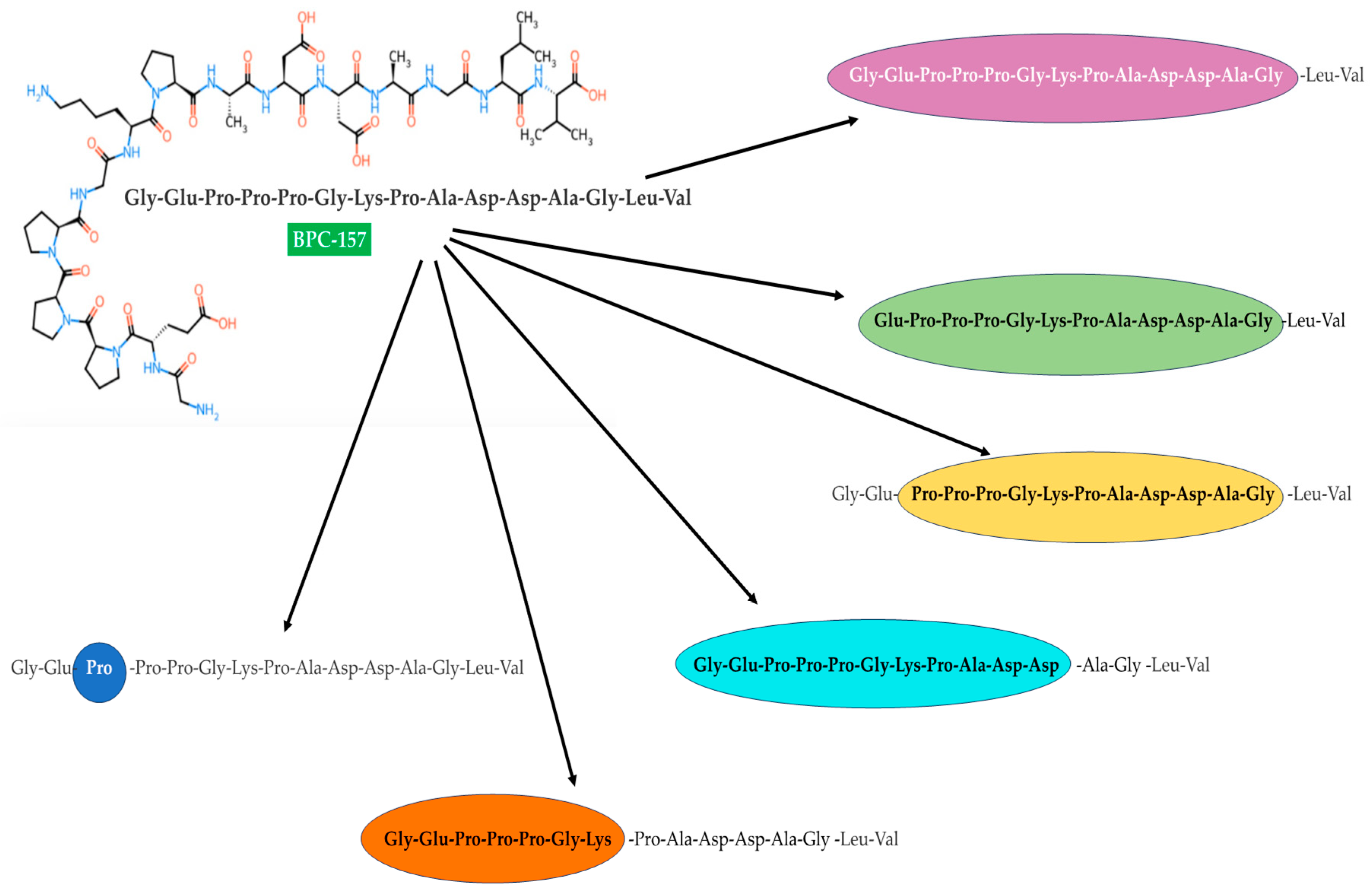 Chemical structures of BPC 157 metabolites as presented by He et al.